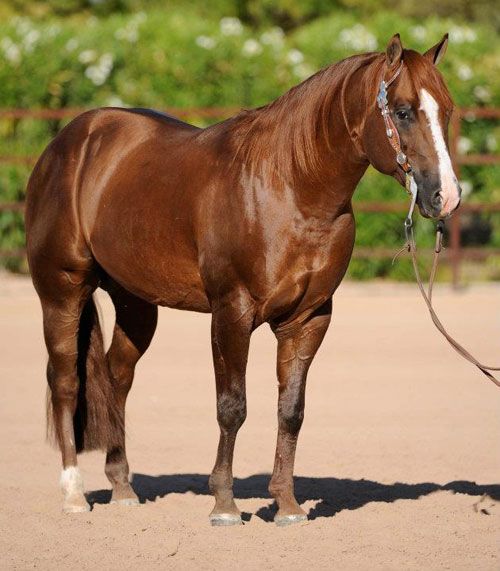 Reference Sires Legacy Reining Breeders and Consignment Sale