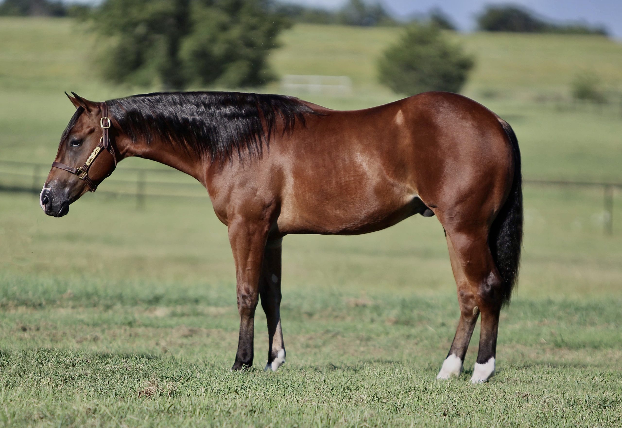 2021 Sale Horses - Legacy Reining Breeders and Consignment Sale