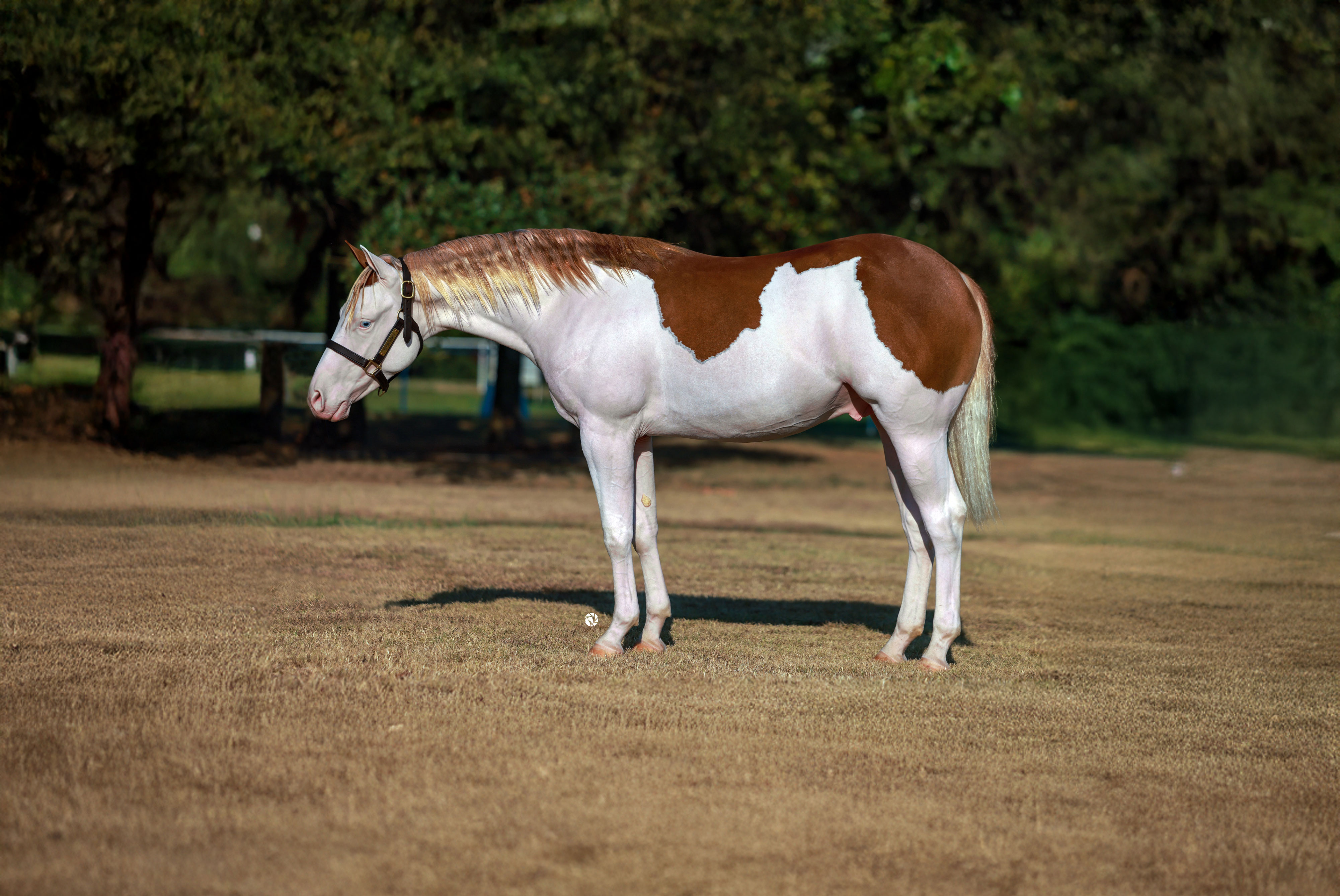 Sale yearling at ThorSport Ranch