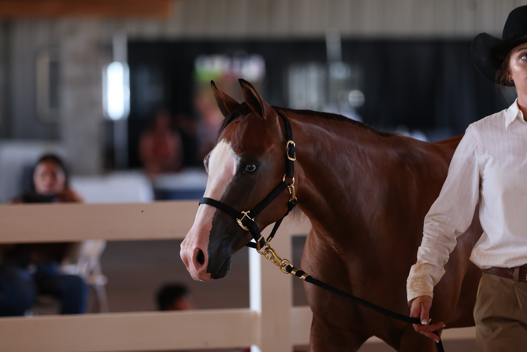 Sale day in the ring at ThorSport Ranch